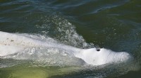 France Mobilizes High-Risk Rescue for Endangered Beluga Whale Stranded in Seine River