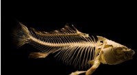 Rotting Fish Unlock Secrets of Soft Tissue Fossilization in Landmark Study