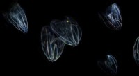 Decoding Neuron Origins: How Comb Jellies Illuminate Nervous System Evolution