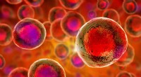 Scientists Identify Blood Vessel Cells as Source of Blood Stem Cells in Mammals