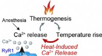New Research Identifies Heat-Activated RyR1 Channels as Key Driver of Malignant Hyperthermia