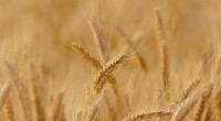 How Wild Wheat s Natural Defenses Combat Insect Pests for Food Security