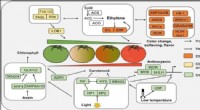 Understanding Fleshy Fruit Ripening: Key Roles of Transcription Factors and Epigenetic Modifications