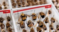Cornell Survey Reveals Over Half of New York s Native Pollinators Face Extinction Risk