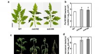 MRK1 Kinase: Enhancing Tomato Resilience Against Diseases and Environmental Stresses