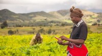 CABI Research: Multi-Channel Extension Services Empower Rwandan Farmers Against Fall Armyworm