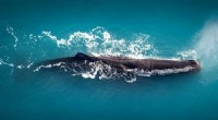 Climate Change Impacts on Whale Migration in New Zealand: A New Study