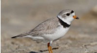 Record Breeding Season for Endangered Piping Plovers in the Great Lakes