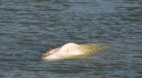Malnourished Beluga Whale Stranded in Seine River - Update