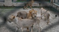 Pakistan Zoo Auctions Lions to Manage Growing Population