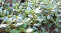 Purslane: The Surprising Key to Drought-Resistant Crops?