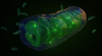 Emergence of Complex Cells: New Research Challenges Mitochondrial Theory