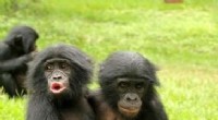 Bonobos Use  Baby Talk  to Seek Comfort When Attacked