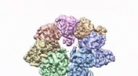 3D Structure of Twinkle Protein Unveiled, Offering Insights into Mitochondrial Diseases