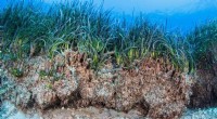 Seagrass: A Vital Ecosystem for Our Planet s Future