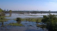 Biodiversity Loss in Brazilian Wetlands Threatens Ecosystem Health - New Study