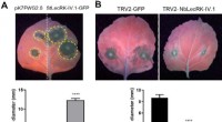 Potato Lectin StLecRK-IV.1: A Key Regulator of Late Blight Resistance