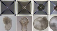 Synthetic Embryos: A Breakthrough in Biological Research