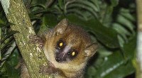Mouse Lemur Behavior: A Year in the Life of a Madagascar Primate