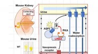 LRBA and PKA: Molecular Mechanisms of Water Balance During Dehydration