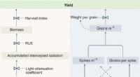 Boosting Wheat Yields: Genetic Approaches for Global Food Security