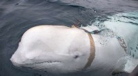 Beluga Whale Sighting in Seine River: Health Concerns Raised
