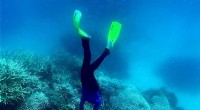 Great Barrier Reef Coral Recovery: A Sign of Hope?