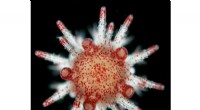 Sea Urchin Resilience: Understanding Heat Wave Survival Mechanisms