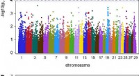 Genetic Factors Associated with Digital Dermatitis in Cattle: GWAS Analysis