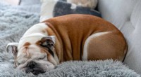 British Bulldog Health Concerns: A Comprehensive Overview