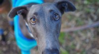 Greyhound Breeding in Australia: Ethical Concerns & Procedure Overview