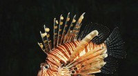 Lionfish Use Persistence to Hunt Faster Prey, New Research Shows
