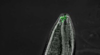 Scientists Decipher 30-Year-Old Mystery of Odor Switching in C. elegans Worms