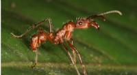 Global Ant Biodiversity Map Highlights Hotspots for Unidentified Species