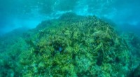 Fire Corals Outpace Other Species in Caribbean Reef Dominance