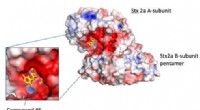 New Peptide-Based Compound Neutralizes Shiga Toxin, Promising Therapy for EHEC Infections