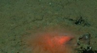 Robotic Dive Reveals Rare Spaghetti Worm Thriving on Deep-Sea Floor