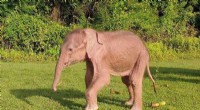 Myanmar s Rakhine State Welcomes Rare White Elephant: A Symbol of Good Fortune