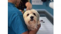 Pet Owner Rudeness Drives Veterinary Staff to Reevaluate Their Careers
