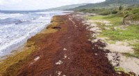 Record-Setting Seaweed Blooms Overrun Caribbean Shores