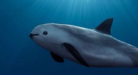 Vaquita Porpoises: New Research Reveals Survival Hope Amid Extinction Threat