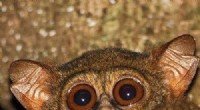 Tarsiers Showcase Vocal Virtuosity, Reaching New Physiological Heights