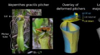 New Study Shows How the Slender Pitcher Plant Uses Rain Energy to Power Traps