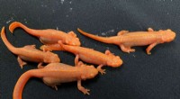 Newts  Limb Muscle Regeneration Requires Metamorphosis and Growth, Study Finds