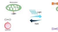 Harnessing Light to Rejuvenate Cellular Functions via Optogenetic Micro‑Lumenal Compartment Formation