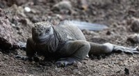 Centennial Rebirth: Land Iguanas Reproduce Naturally on Galápagos After One Century of Extinction