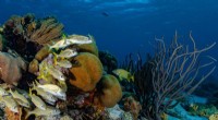 Advanced Computer Modeling Guides Global Coral Reef Restoration and Conservation Efforts