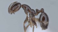 Hundreds of New Ant Species Unearthed in Northern Australia’s Tropical Regions