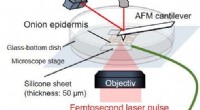 New Study Refines Mechanical Stiffness Equations for Plant Cell Walls Using Elastic Shell Theory