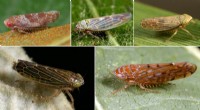 New Study Reveals Plant Pathogen Spread via Leafhoppers in Natural Habitats